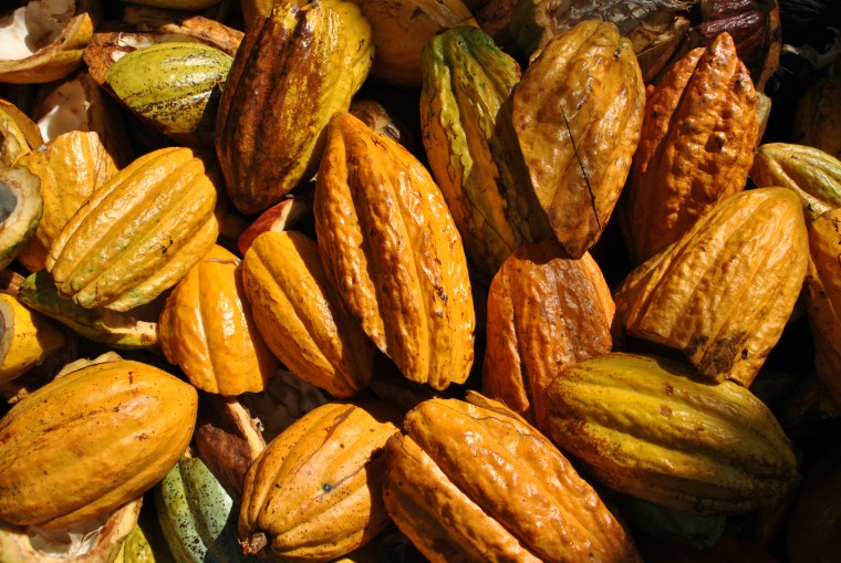 Cacao fruit. The beans inside of the fruit are used to make cocoa--the key ingredient in chocolate bars.