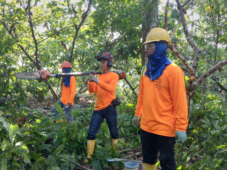 A Minga del Cacao pruning brigade working on a cacao farm in Tierras Orientales, Ecuador.