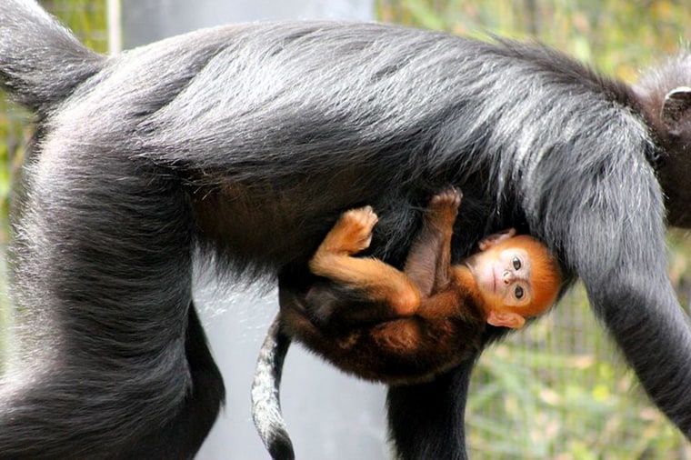 Holding onto mom.