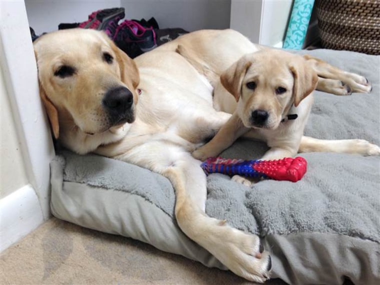 The TODAY Show's Puppy With a Purpose, Wrangler, got a new little sister this week. Her name is Jewel!