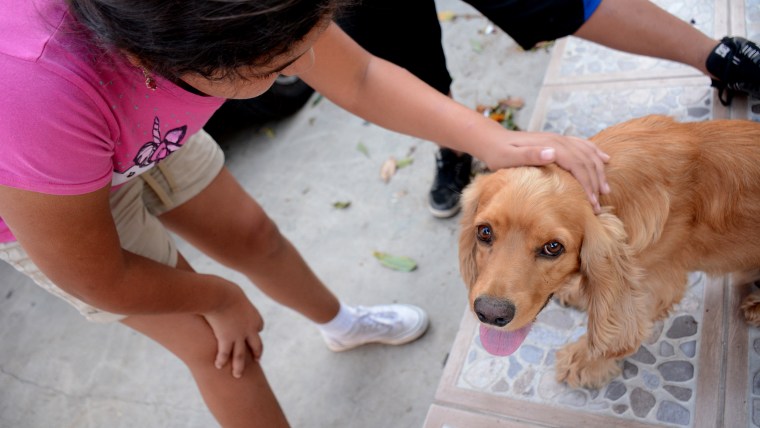 Dodger - Animal House Shelter