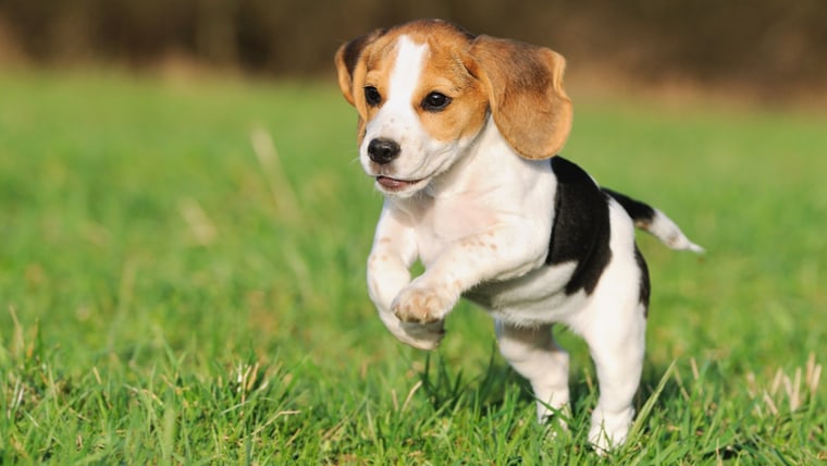 cute Beagle puppy 3 months running happy over the meadow; Shutterstock ID 80773990; PO: today.com