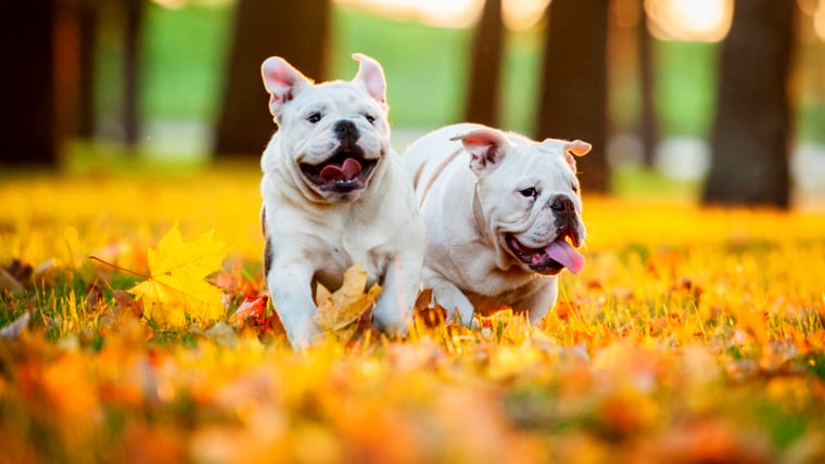 Two english bulldog puppies running in the park in autumn; Shutterstock ID 233956615; PO: today.com