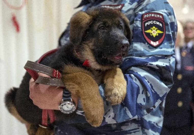 A Russian police officer holds a puppy named Dobrynya before presenting it to French police in the French Embassy in Moscow on Dec. 7, 2015.