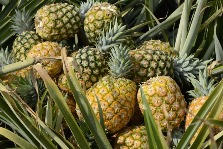 Image: Pineapples lay in the middle of a large plantation