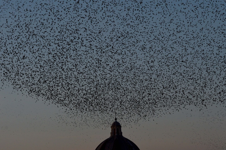 Image: Starlings migrating from northern Europe