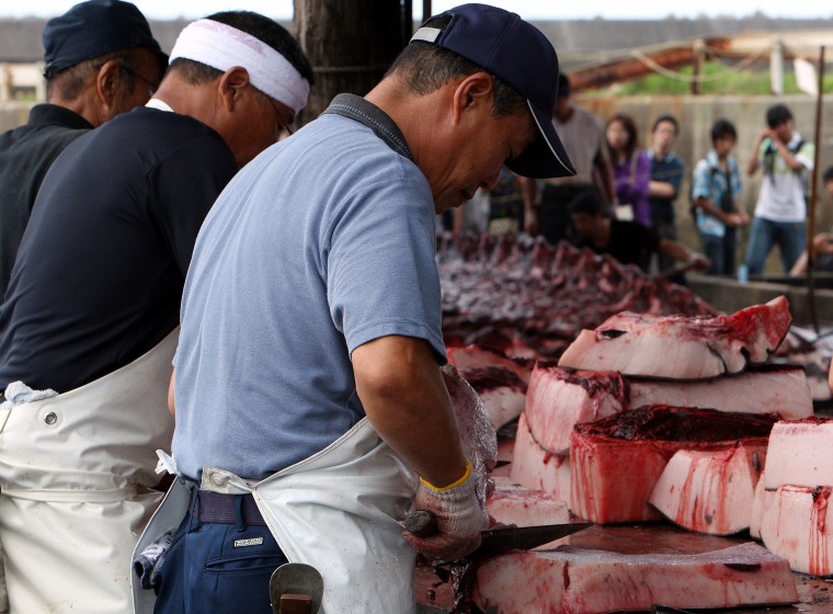 Fishermen Process Whale Caught In Approved Coastal Whaling