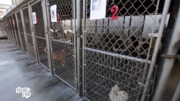 Woman at dog shelter pranked