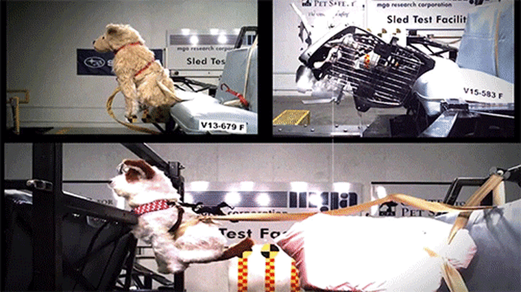 Pet restraint crash tests (no real pets were used)