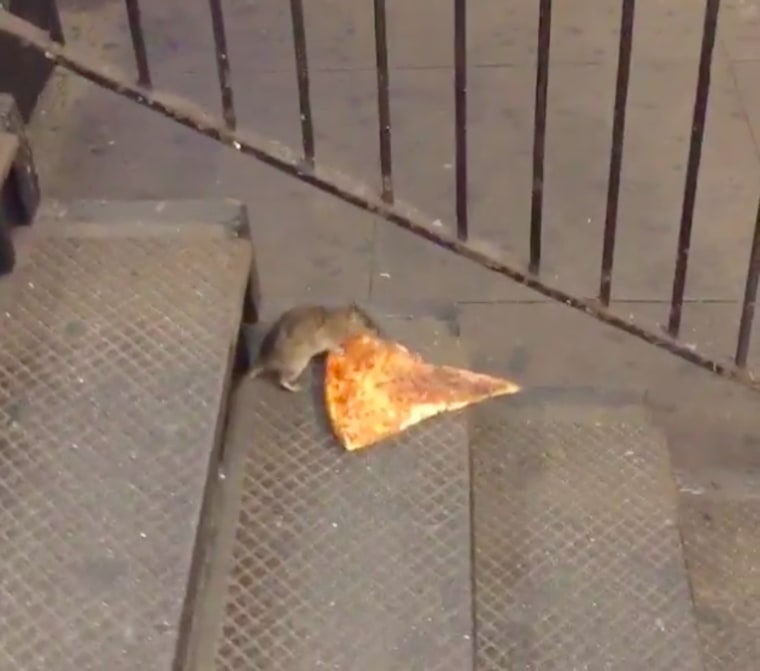 pizza rat