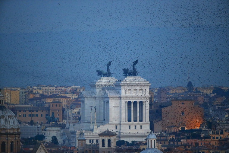 Image: A flock of starlings flies in the dusk sky over Rome, Italy
