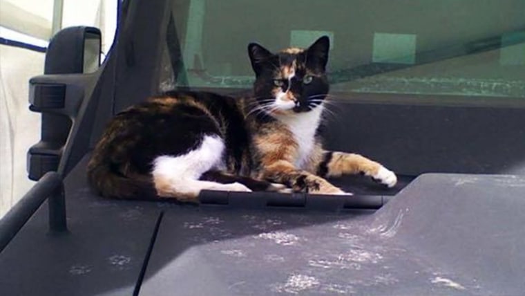 SWAT cat is considered an unofficial mascot of the Boston Police Department's SWAT team.