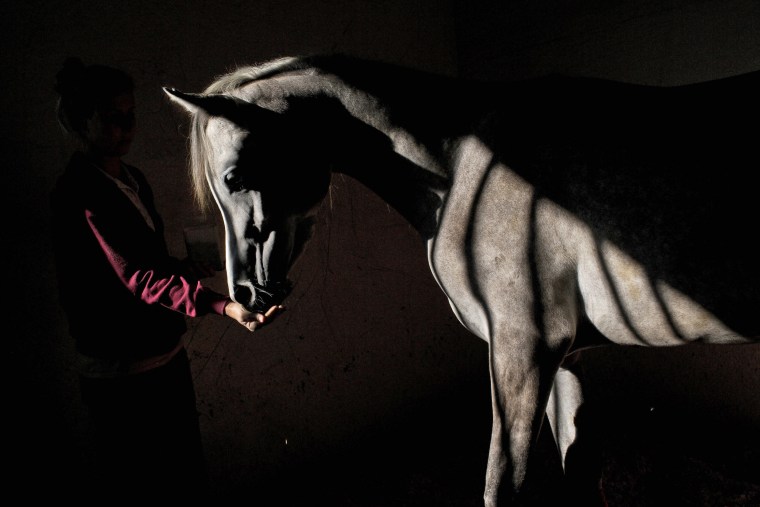 Image: A veterinary technician feeds a horse at the Hebrew University's Koret School