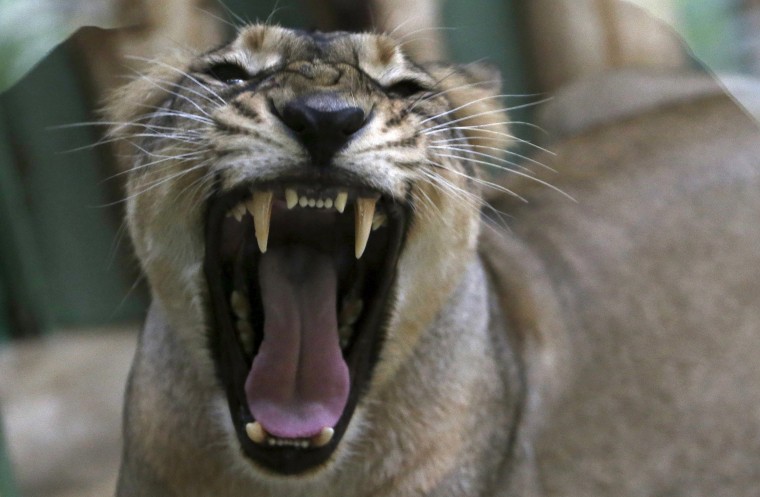 Ginni, an Asiatic lioness, yawns inside its enclosure at Prague Zoo