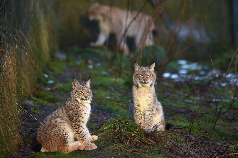 Image: Lynx Cubs At The Highland Wildlife Park Are Fed In Their Enclosure