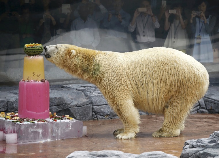 Image: Inuka, the first polar bear born in the tropics, enjoys an ice cake during its 25th birthday celebrations at the Singapore Zoo