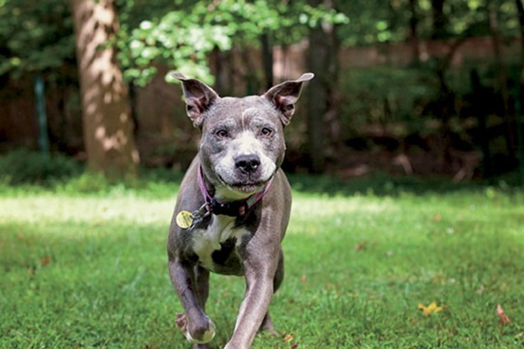 Remy the dog runs in her backyard in Nyack, New York.