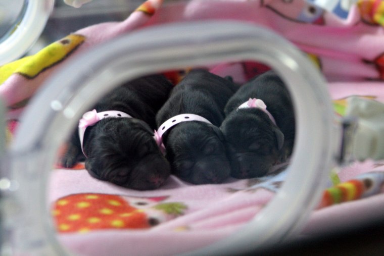 Image: Cloned puppies in an incubator at a Boyalife Group facility in Tianjin, China