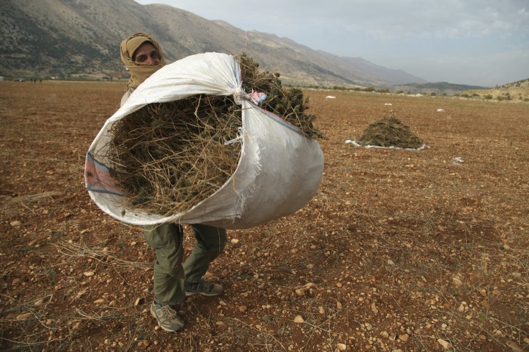 Image: The Wider Image: Syrian refugees farm cannabis in Lebanon
