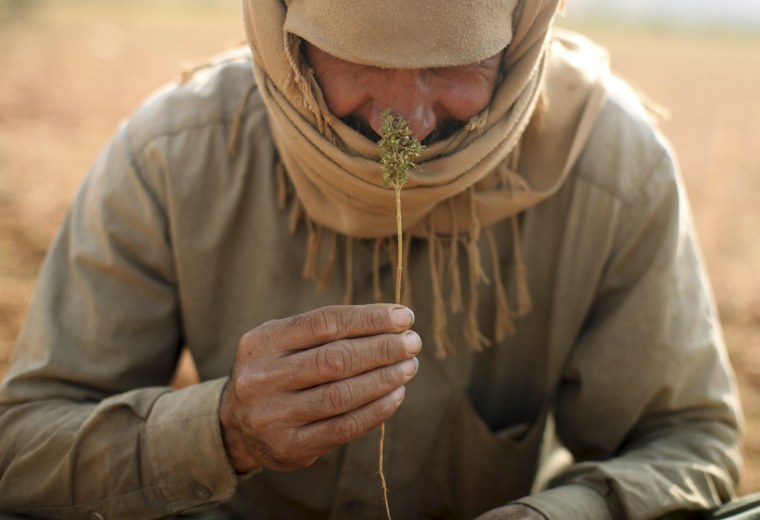Image: The Wider Image: Syrian refugees farm cannabis in Lebanon