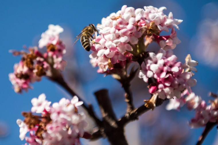 Image: Bee activities in Switzerland on Christmas Day
