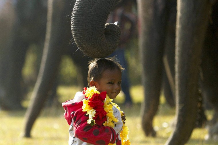 Image: 12th Chitawan Elephant Festival