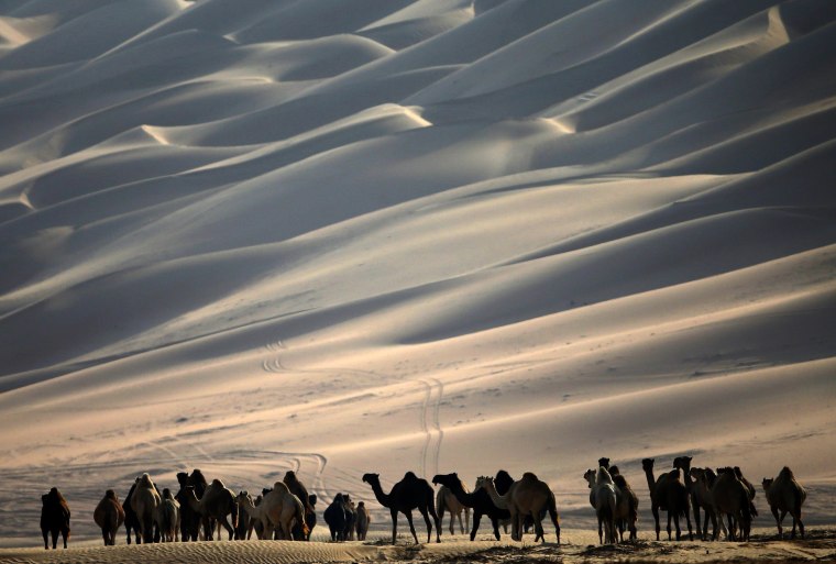 Image: UAE-CAMEL-FESTIVAL