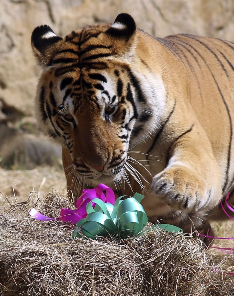 Image: Christmas surprise for animals at Cali zoo