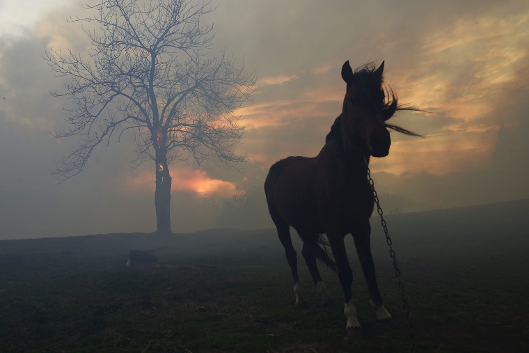 Image: Over 80 fires active in Cantabria