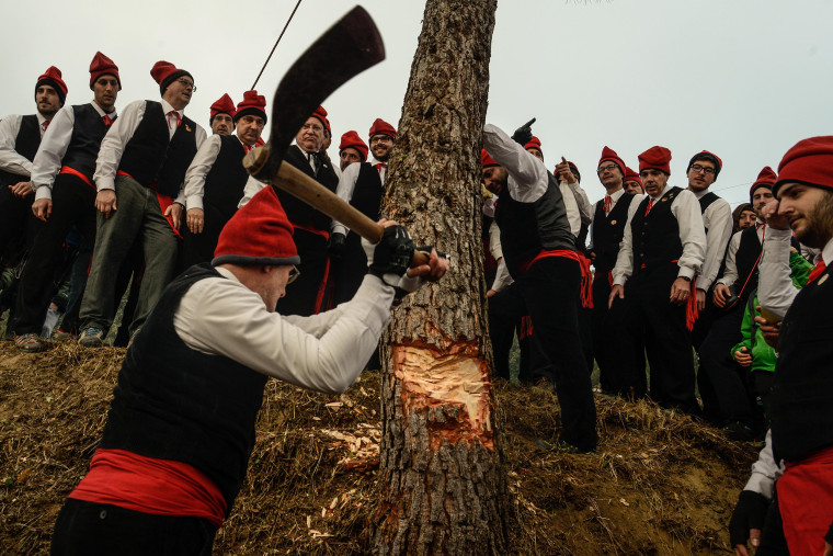 Image: Centelles Celebrates Its Pine Festival