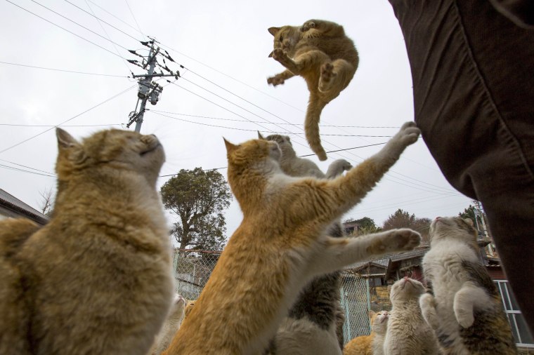Image: Cats beg for food on Aoshima Island in Ehime prefecture in southern Japan