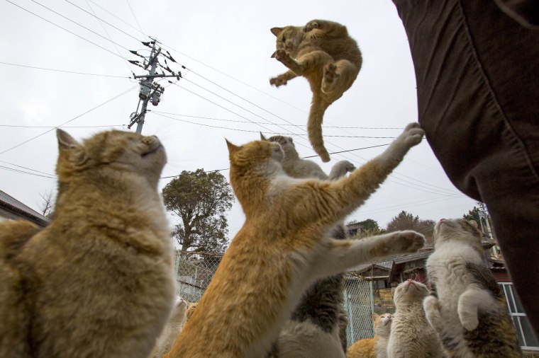 Cat Paradise in Aoshima, Ehime Prefecture ♡