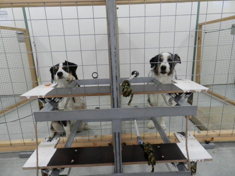 In experiments, dogs were able to give treats to other dogs with no benefit to themselves.