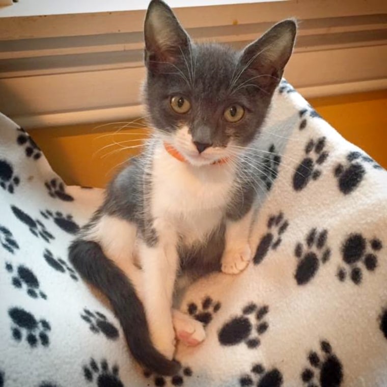Gunnison, a kitten with bone cancer, received support from people donating more than $5,000 for his treatment