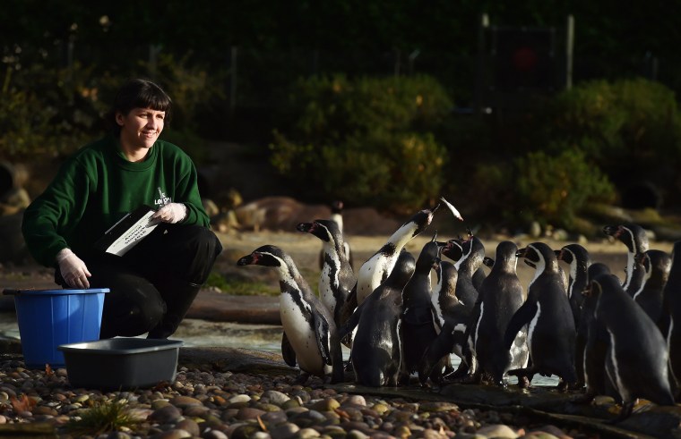 Image: A zoo keeper poses with Humboldt penguins