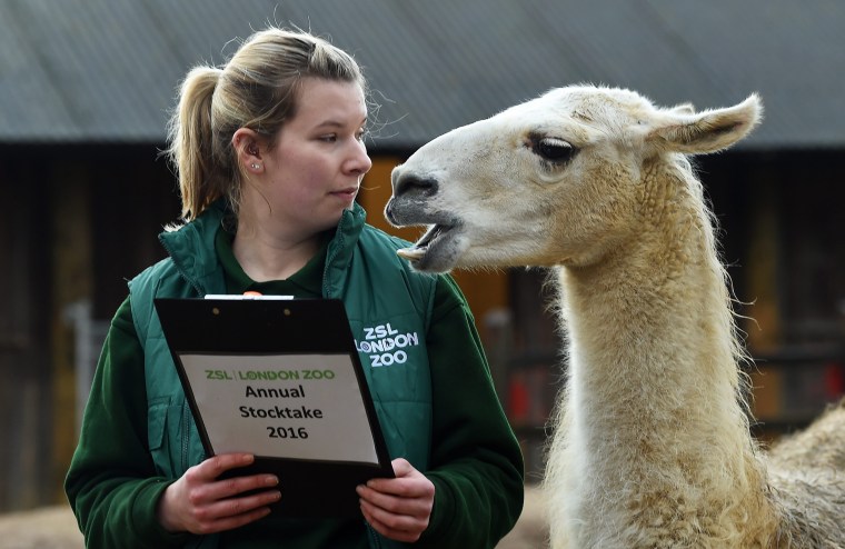Image: A London Zoo staff member with a Lama