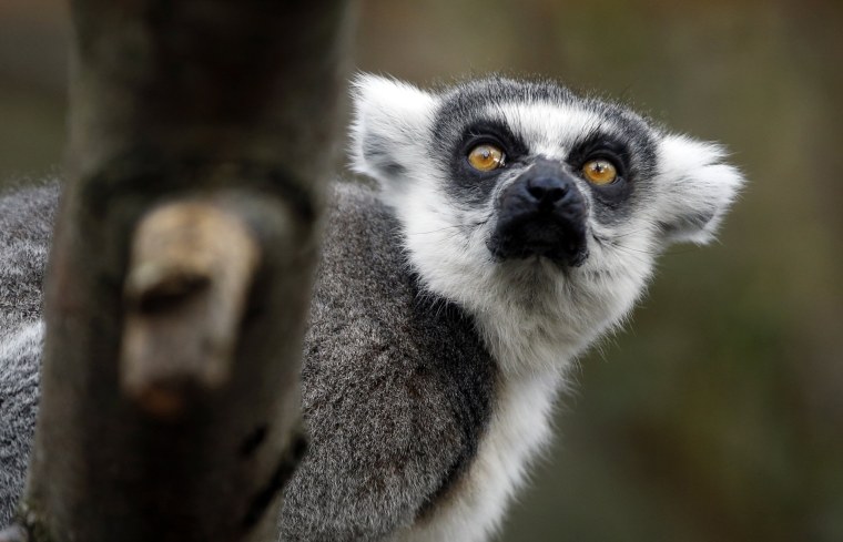Image: A ring-tailed lemur