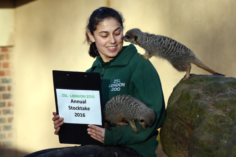 Image: Zookeeper Veronica Heldt poses for a photograph as she counts meerkats