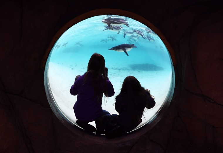 Image: Young visitors look at penguins
