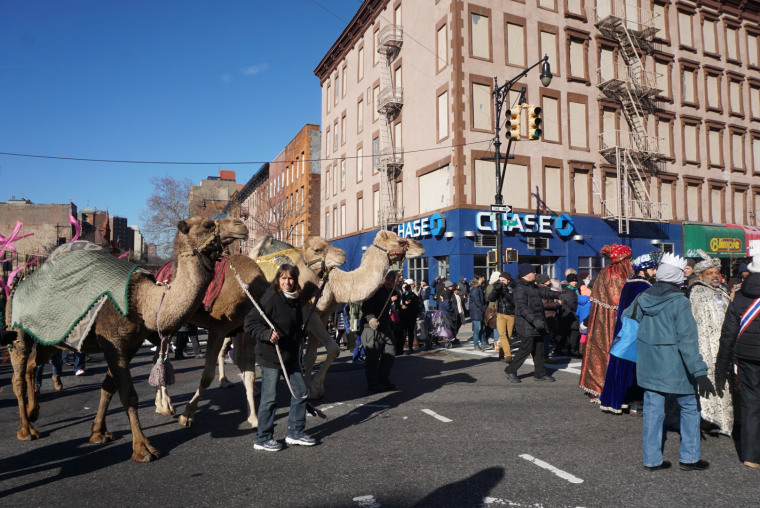 Camels in the 2016 Three Kings Day Parade