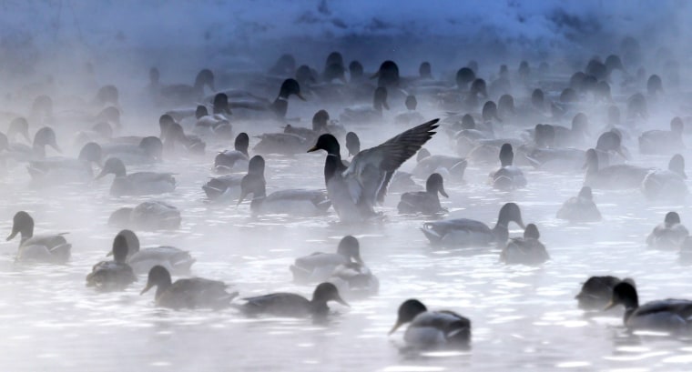 Image: A duck flutters its wings while others float in the relatively 'warm' waters of a steaming pond