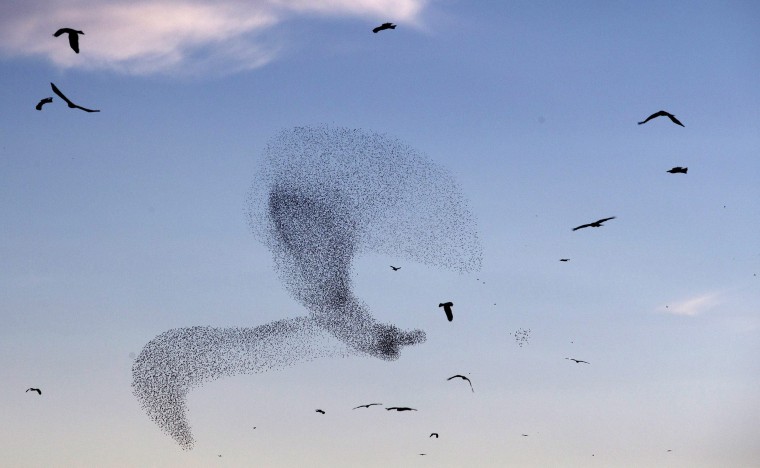Image: A flock of starlings fly in formation near the Arab town of Rahat