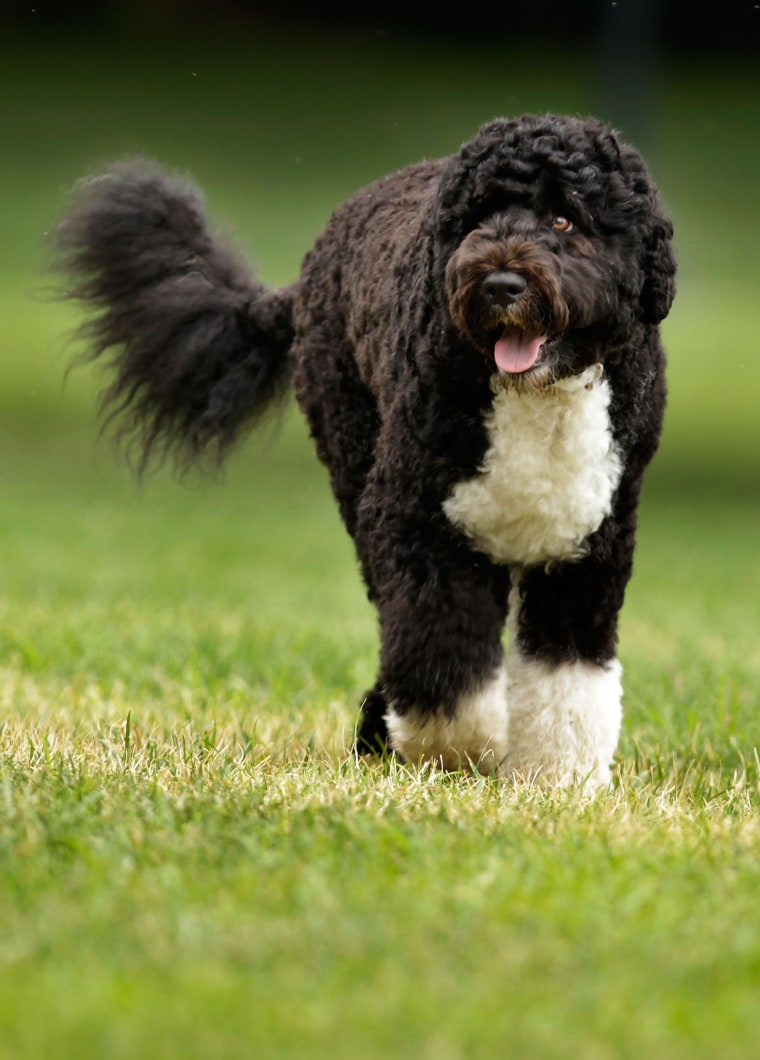 Image: Bo, the Obama family dog