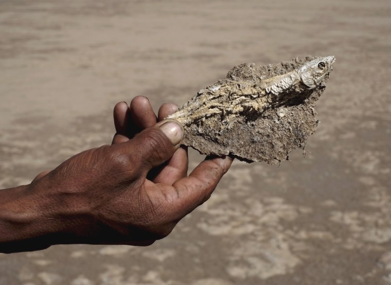 Image: A fisherman holds a fish taken from dried Poopo lakebed in the Oruro Department, south of La Paz