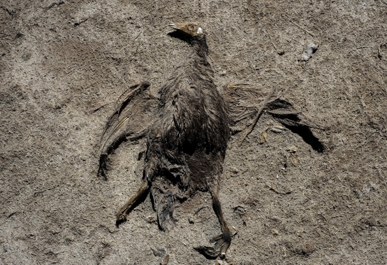 Image: The carcass of a bird is seen on the dried Poopo lakebed in the Oruro Department, south of La Paz, Bolivia