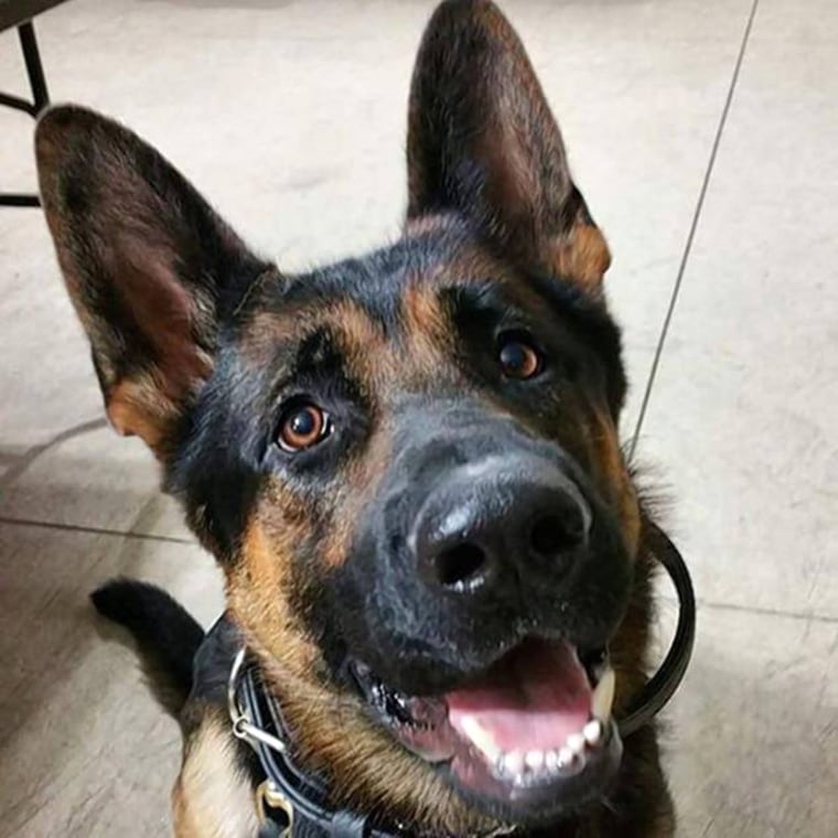 Jethro, the police dog.