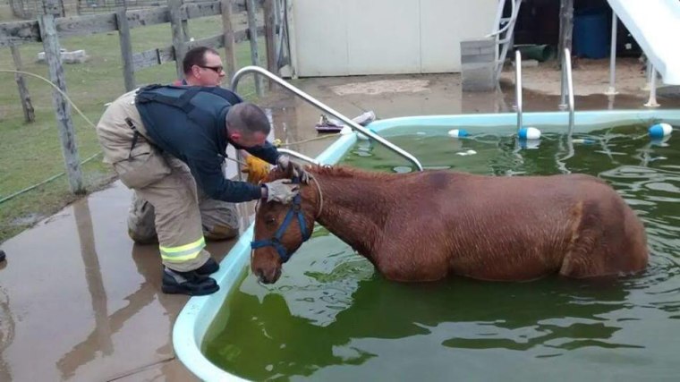Texas firefighters rescued a horse that got trapped in a pool