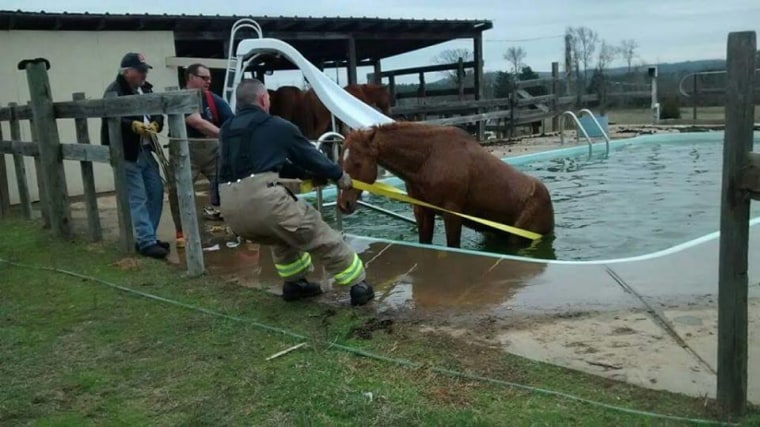 Texas firefighters rescued a horse that got trapped in a pool