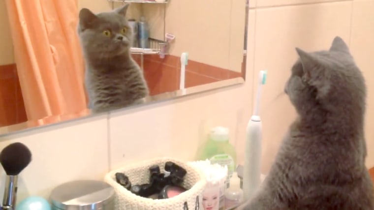 cat-admires-self-in-mirror-today-160108