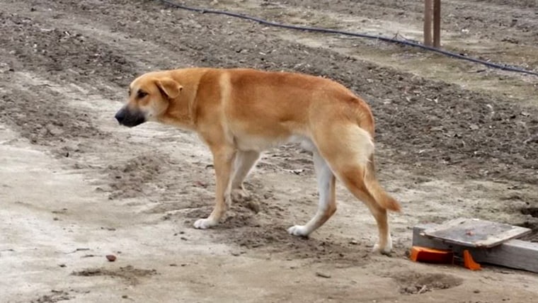 Abandoned dog Banjo prompted a California animal rescue group to write a letter to the owner